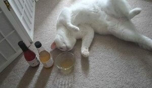 Cat lying next to wine for cats