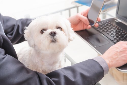 A dog by a computer.