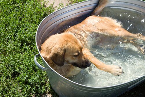 Dog cooling down inside a tub.