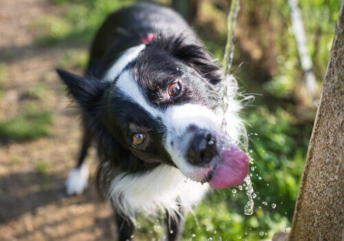 A dog drinking water.