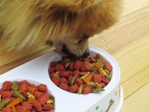 Proper Selection of Dog Food