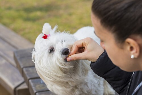 Dog eating from a woman's hand.