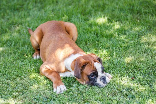 A dog lying down on the grass.