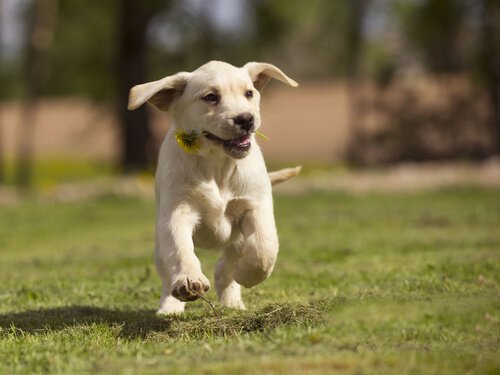 Dog running through field with a flower.