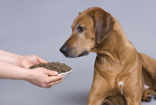 A dog looking at a bowl of biscuits.