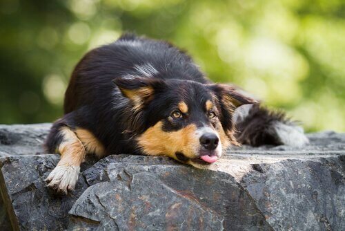 Dogs and Heat: What You Should Keep in Mind