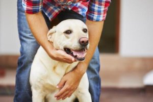 What to Do If Your Dog Has a Seizure