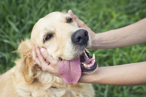 A happy Golden Retriever.