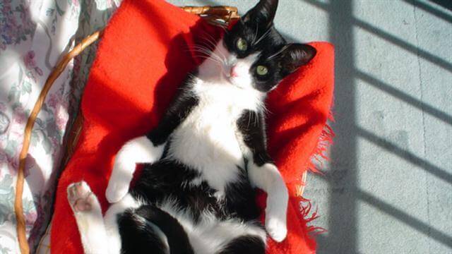 Muki the cat chilling out.