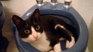 The Amazing Story of Muki the Cat