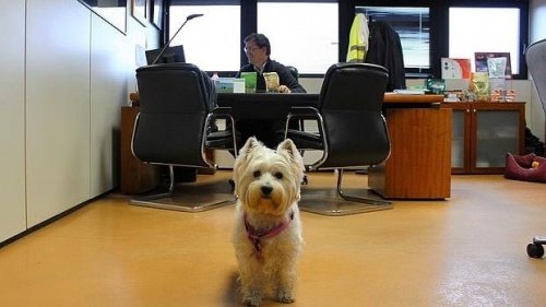 A dog in an office.