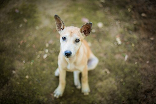 Seated dog looking at the camera.