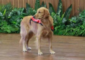 Happy the Dog: Spreading Happiness Wherever She Goes