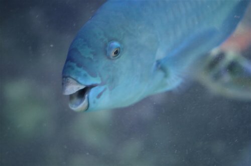 A blue parrot fish.