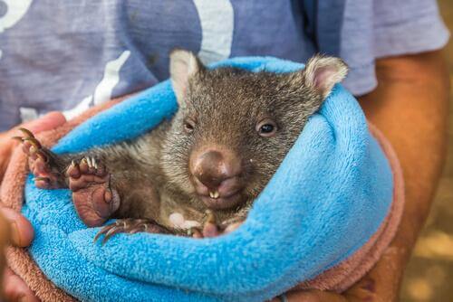 Australian Wombat Dies of Loneliness