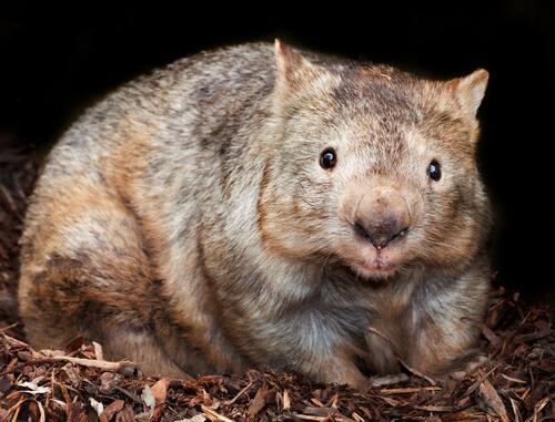 A wombat eating.