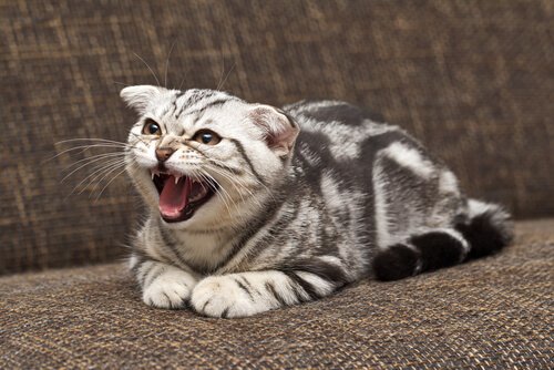 Cats can become aggressive for a variety of reasons.