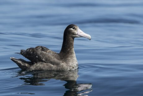 A short-tailed albatross swimming.