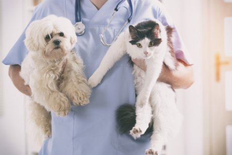 A vet holding a dog and a cat.