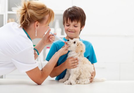 A vet giving medicine to a dog.