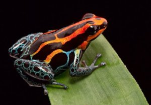 What is Aposematism in Animals?