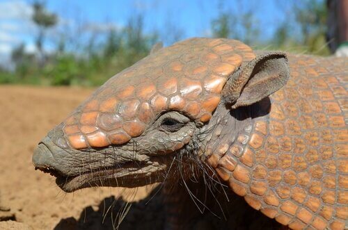 One of several species of armadillo.