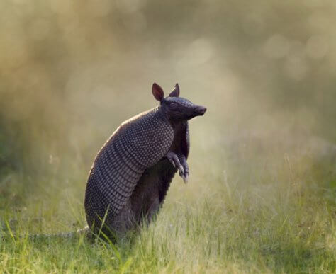 Learn about the Different Species of Armadillo