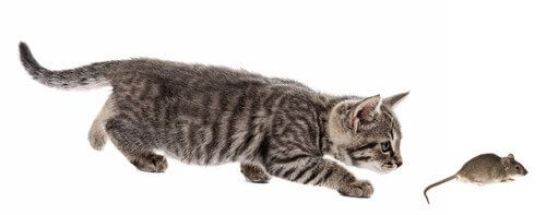 A cat's hunting technique.