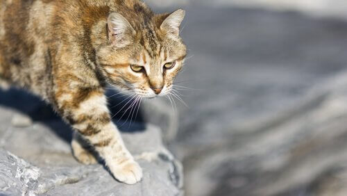 A cat hunting his prey.