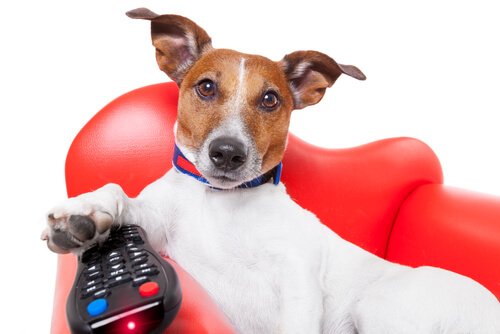 A dog with a TV remote. 