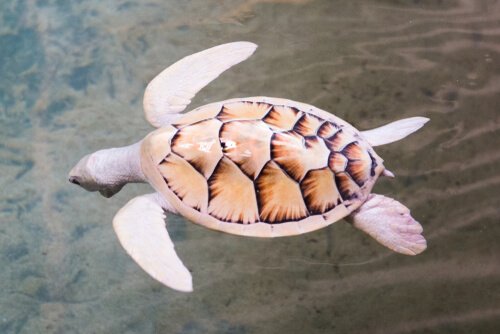 A white turtle swimming. 
