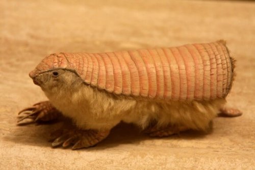 What on Earth is a Pink Fairy Armadillo?