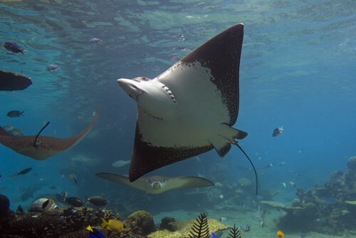 A stingray swimming through the ocean.