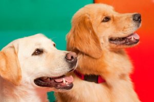 The Special Ability of Epilepsy Detection Dogs