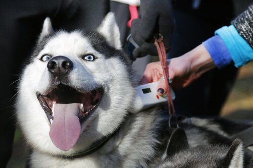 A dog with one of the microchips for pets.