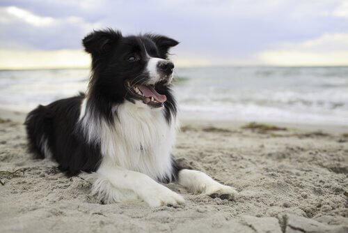 A dog laying on the beach.
