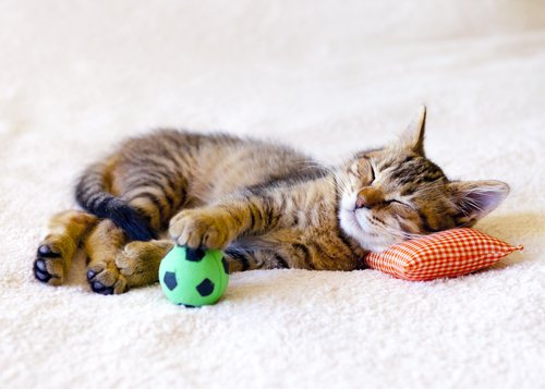 A cat sleeping with his ball. 