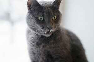 Signs that Your Cat is Angry