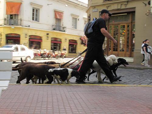 An online pet sitter walking dogs.