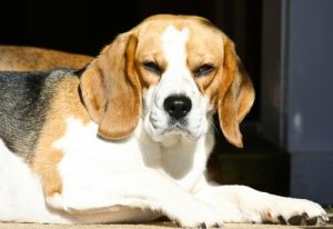 Do Grumpy Dogs Exist?