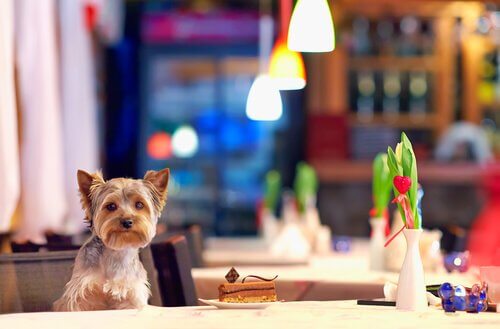 Dog adoption cafes are a new idea.