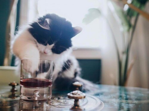 A cat playing with a glass.