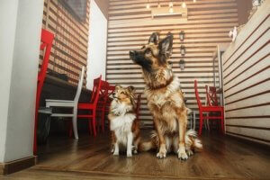 What are Dog Adoption Cafes?