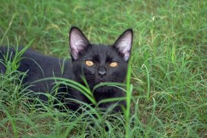 The Bombay Cat, a Panther in the Home