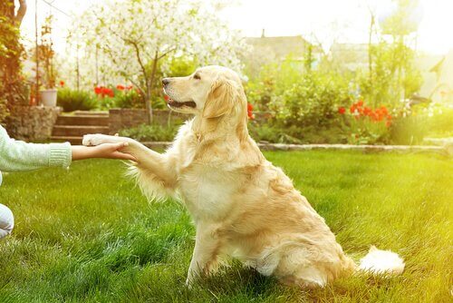 A dog playing with his owner. 