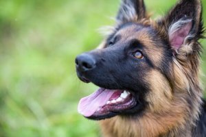 Improve Your Dog's Self-Confidence