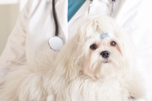 Chemotherapy Treatment for Dogs