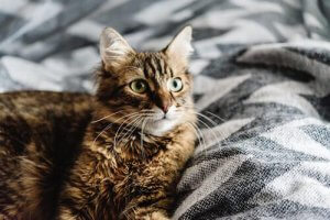 Should You Sleep with Your Cat?