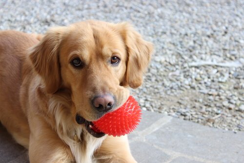 A dog with pet store ball.