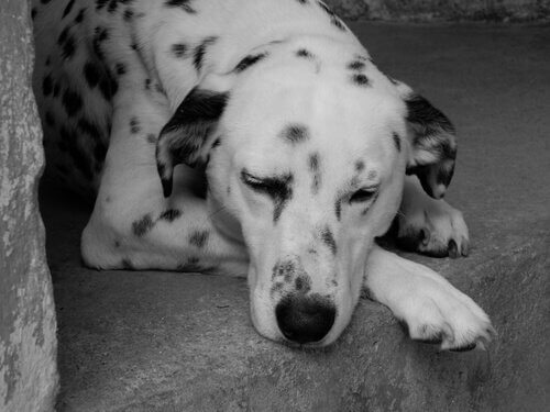 Learn How to Detect Anemia in Dogs